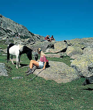 Pferde grasen friedlich auf den Weiden.