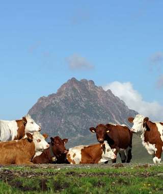 Kühe weiden auf saftigen Almen - im Hintergrund rückt der markante Gipfel des Gr. Rettensteins ins Blickfeld