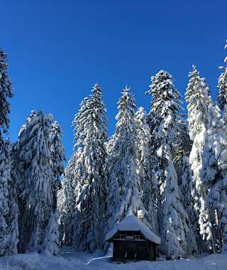 Hohe Fichten säumen die Steinwaldspur.