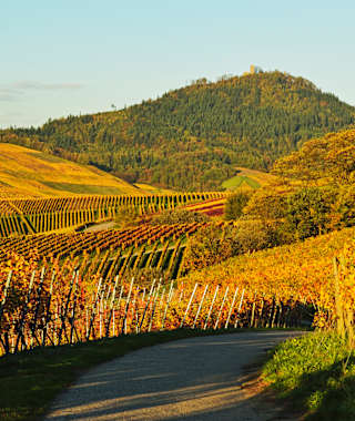 Die Weinberge und die Yburg in Baden Württemberg im goldenen Herbst.