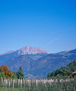 Vom Oberwirt in Marling führt der gut bezeichnete Weg steil durch die Wiesen und Obstgärten hinauf in den Wald und zum Marlinger Waalweg.