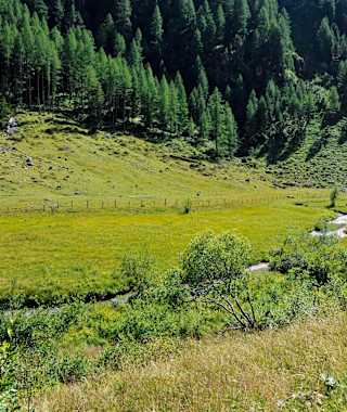 Moore verschiedenster Art gehören als empfindliche Ökosysteme zu den gefährdeten Lebensräumen in Österreich.
