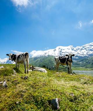 Auch die Kühe genießen die Aussicht