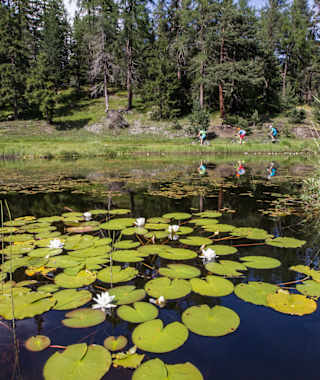 Seerosenblüte am Schwarzsee