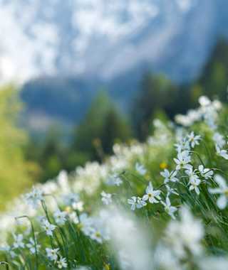 Narzissenwiese Bärental