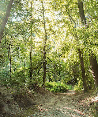 Solange kein Hochwasser herrscht, kann man gemütlich durch die Donauauen spazieren.