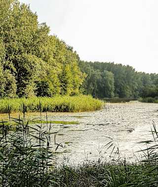 Donau-Seitenarm in der Stopfenreuther Au