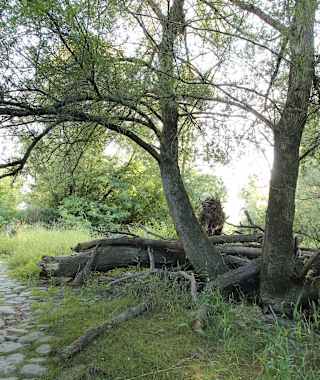 Diese dynamischen Bereiche des Nationalparks Donau-Auen sind besonders schützenswert.