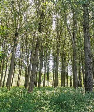 Projekt Waldumwandlung: Hier wachsen anstelle der Pappelhybride bald wieder standortgerechte Gehölze.