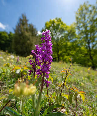 Orchidee unweit des Naturschutzgebiets Ibengarten