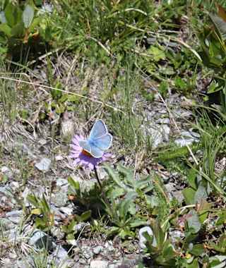Bläuling auf Alpenaster
