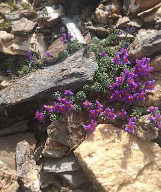 Alpenleinkraut zwischen den Felsen