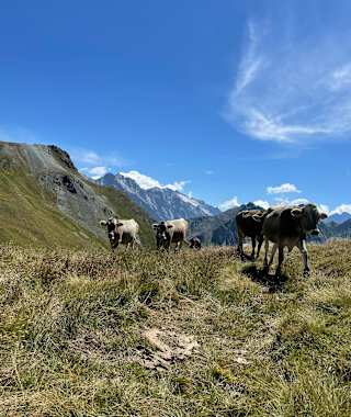 Alp Cavreccia Settimo