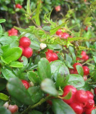 Preiselbeeren – kulinarische Genüsse in den Bergen