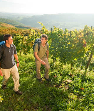 Weinberge bei Obermoschel