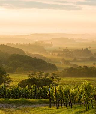 Morgennebel bei Gleiszellen-Gleishorbach