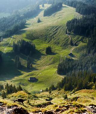Steinböcke am Pilatus