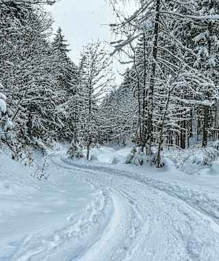 Winterlicher Wald im Aufstieg zum Brauneck