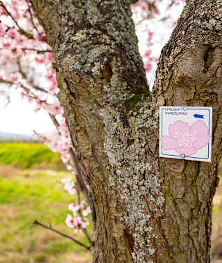 Pfälzer Mandelpfad