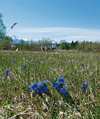 Ende April kann man in einer Feuchtwiese den Stengellosen Enzian bestaunen.