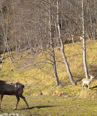 Wildpark Schlögelberger