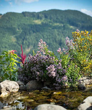 Königsbergalm Biotop