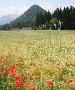 Auf der Wanderung Saligensitze im Turiawald