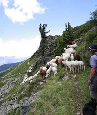 Schafsinn Rundweg, Schäfer mit Herde