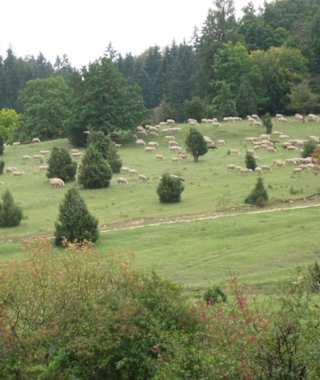 Albschäferweg - Etappe 8: Von Nattheim bis Neresheim