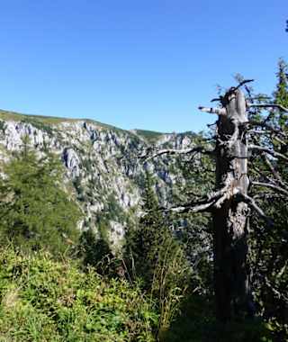 Der Aufstieg zum Schneealpenhaus ist recht einfach.