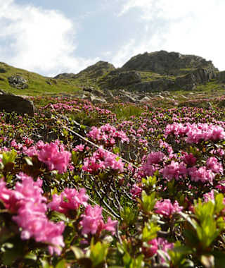 Blühender Almrausch