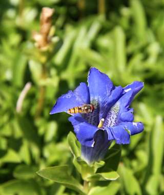 Frühlingsimpressionen entlang der Wanderung