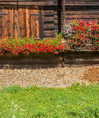 Blumen Entent Florale Söll