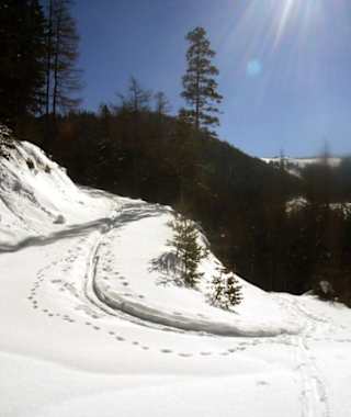 Auf der Forststraße