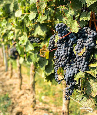 Neckenmarkt zählt zur Weinbauregion des Blaufränkischland