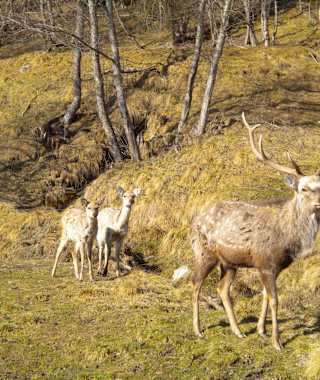 Wildpark Schlögelberger