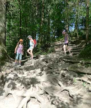 Zu Beginn geht es über einen spannenden Wurzelweg abwärts.
