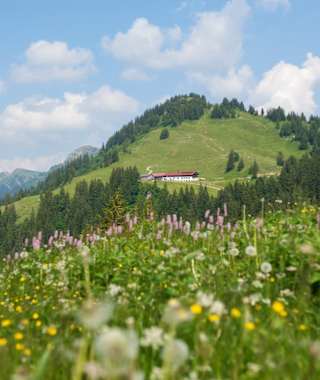Auf dem Weg zum Falken