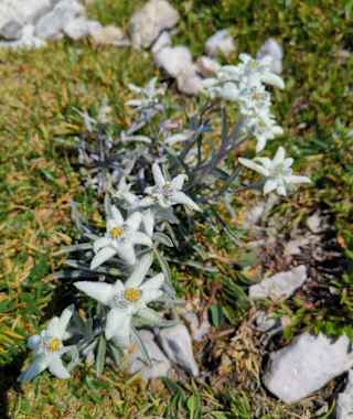 Edelweiß Symbolbild