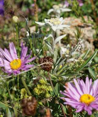Wunderbare Pflanzenwelt
