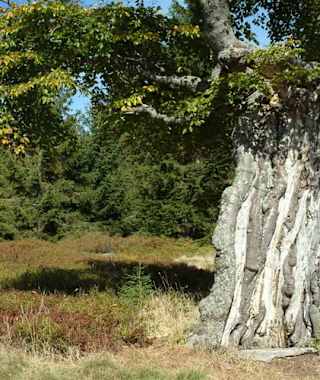 Goldsteig - Nordvariante - Etappe 16: Vom Großen Falkenstein auf den Rachel