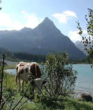 Südufer Schlierersee