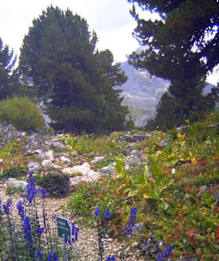 Alpengarten am Schachen