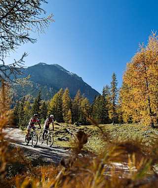 Die Tour führt durch lichte Lärchenwälder. 