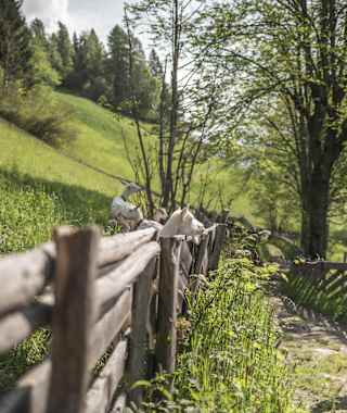 Unterwegs am Ultner Höfeweg