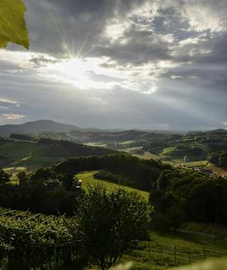 Thermenland-Weinstraße bei Fehring