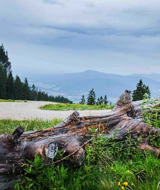Auf dem Weg auf den Unternberg bei Ruhpolding