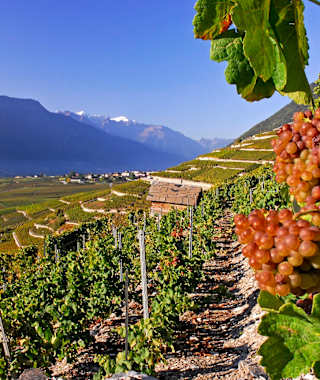 Vom Weinstock zum Berggipfel