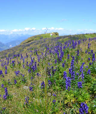 Blauer Eisenhut in Hülle und Fülle am Frauenkogel - Achtung: ganze Pflanze sehr giftig.