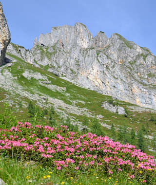 Almrosenblüte im Igltalalmgebiet, im Hintergrund der Sandkogel